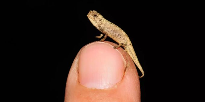Ein winziges, männliches Chamäleon sitzt auf einem Finger. Chamäleons