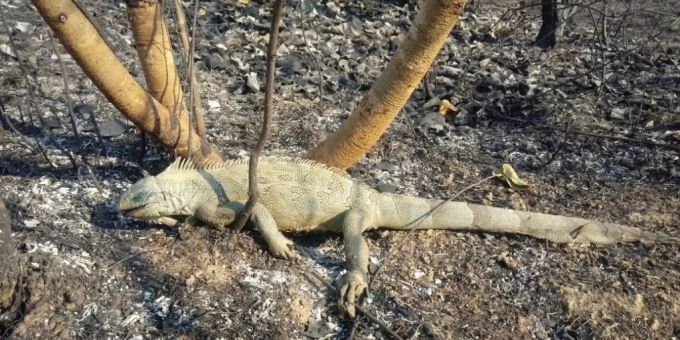 HANDOUT - In einem von einem Feuer betroffenen Gebiet des Pantanal liegt ein toter Leguan. Foto: Susan Weller/Panthera/dpa - ACHTUNG: Nur zur redaktionellen Verwendung im Zusammenhang mit der aktuellen Berichterstattung und nur mit vollständiger Nennung des vorstehenden Credits HANDOUT - In einem von einem Feuer betroffenen Gebiet des Pantanal liegt ein toter Leguan. Foto: Susan Weller/Panthera/dpa - ACHTUNG: Nur zur redaktionellen Verwendung im Zusammenhang mit der aktuellen Berichterstattung und nur mit vollständiger Nennung des vorstehenden Credits