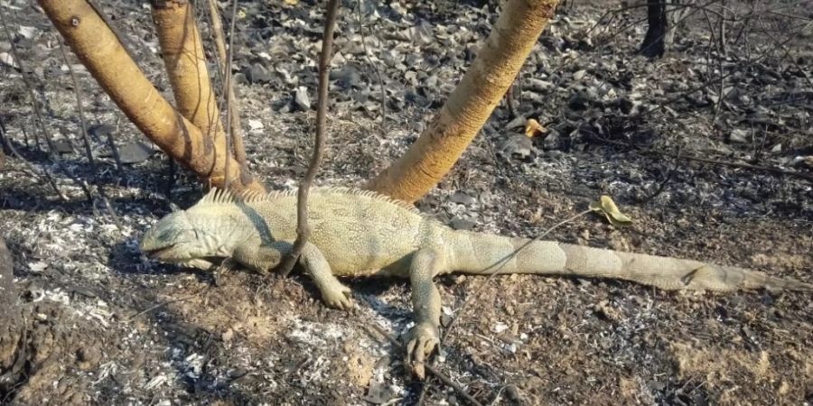 HANDOUT - In einem von einem Feuer betroffenen Gebiet des Pantanal liegt ein toter Leguan. Foto: Susan Weller/Panthera/dpa - ACHTUNG: Nur zur redaktionellen Verwendung im Zusammenhang mit der aktuellen Berichterstattung und nur mit vollständiger Nennung des vorstehenden Credits