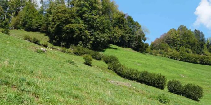 Hecke Egg – Aufiberg.
