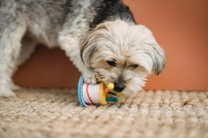 Vier Pfoten hat Ideen zusammengestellt, die super gegen Langeweile helfen. Hund kaut auf Spielzeug.