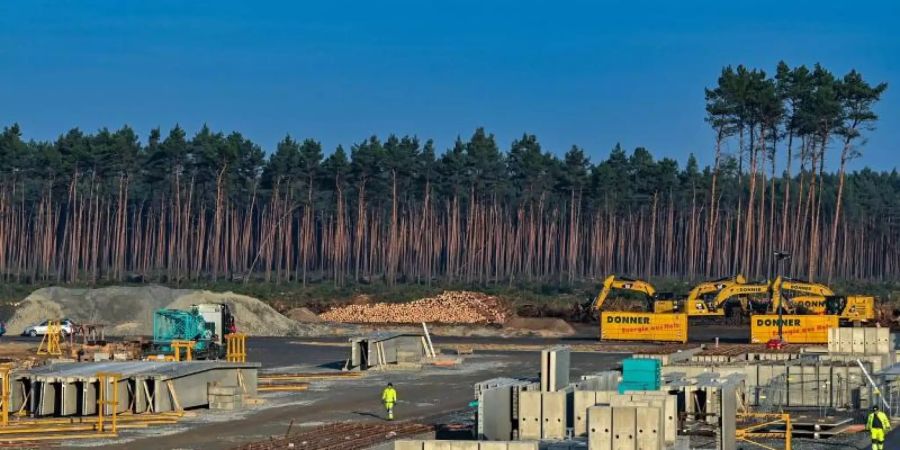 Gefällte Bäume am Rand der Tesla-Baustelle bei Berlin. Foto: Patrick Pleul/dpa-Zentralbild/dpa