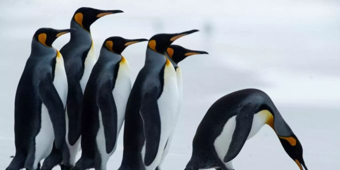 Auf der Insel Südgeorgien leben tausende Pinguine. Pinguin