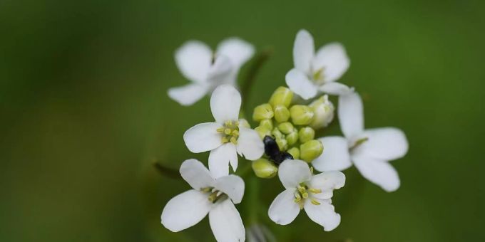 Silberoxid-Nanopartikel kurbeln die pflanzeneigene Abwehr der Ackerschmalwand an, wie Freiburger Forschende in einem Experiment zeigten. Ackerschmalwand
