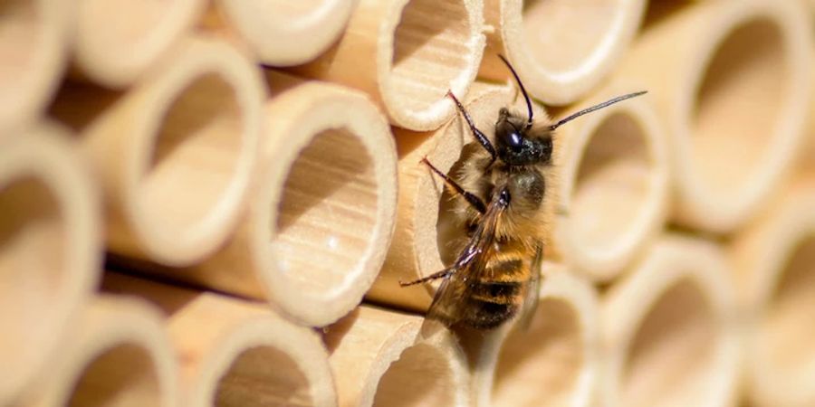 Wildbienen sind für Menschen harmlos und hauptsächlich mit ihrer Arbeit beschäftigt. Im Bild eine Mauerbiene.