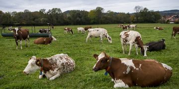 landwirtschaft unfälle