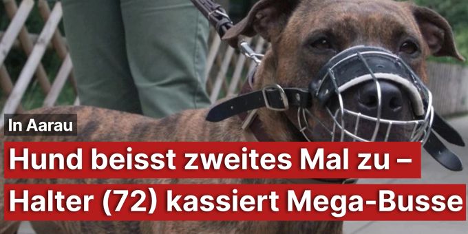 In Aarau - Hund beisst zweites Mal zu – Halter (72) kassiert Mega-Busse In Aarau - Hund beisst zweites Mal zu – Halter (72) kassiert Mega-Busse