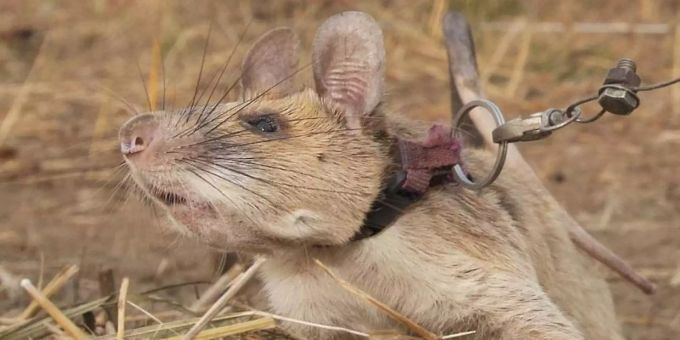 Die kambodschanische Riesenhamsterratte Magawa ist tot. Foto: Pdsa/PA Media/dpa Die kambodschanische Riesenhamsterratte Magawa ist tot. Foto: Pdsa/PA Media/dpa