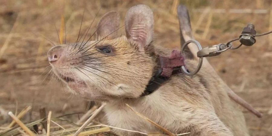 Die kambodschanische Riesenhamsterratte Magawa ist tot. Foto: Pdsa/PA Media/dpa
