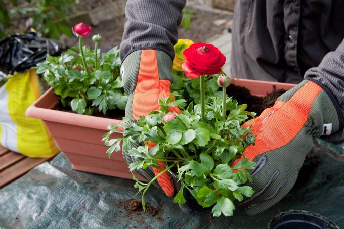 Bevor die Ranunkeln in frische Blumenerde kommen, am besten den Erdballen wässern und die Wurzeln lockern. Umtopfen