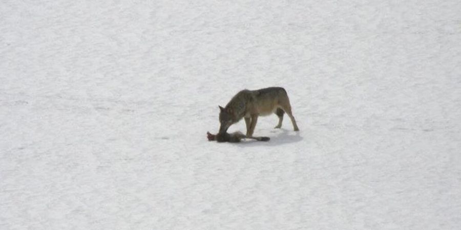 Möglicherweise befindet sich ein Wolf auf Durchreise im Südtessin. Archivbild