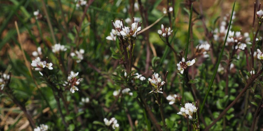 Schaumkraut Wildkräuter Wiese Blüte weiss