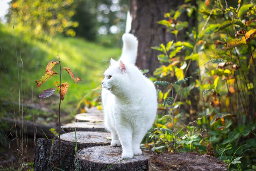 Weisse Katze