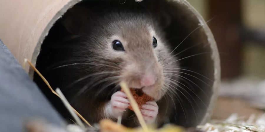 Hamster mümmeln Pappröhre