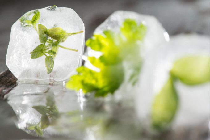 Beim Einfrieren die Kräuter vorher waschen und klein schneiden. Sie kommen mit ein paar Tropfen Wasser in Eiswürfelschalen und dann ins Gefrierfach. Eiswürfel Kräuter