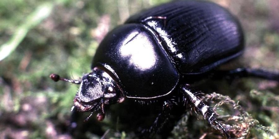 Rossmistkäfer (Geotrupes stercorarius) leben bevorzugt im Wald. Viele Insektenarten sind in ihrem Bestand gefährdet. Foto: F.Rahn/dpa