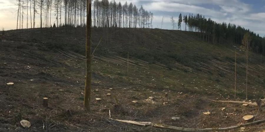 Das Bild zeigt eine von Borkenkäfern betroffene Region im Landkreis Sonneberg in Thüringen. Die Wälder in Deutschland sind vielerorts in einem schlechten Zustand. Foto: Thonfeld/DLR/dpa