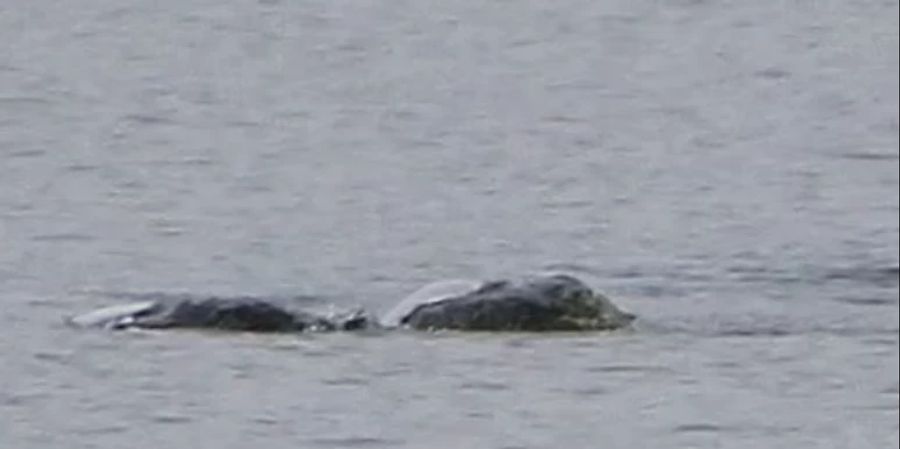 Nessie Loch Ness Foto