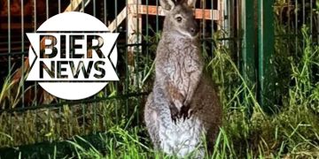 känguru