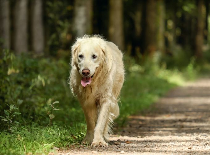 Bewegung im Alter: tut auch dem Hund gut. Bewegung Alter Hund