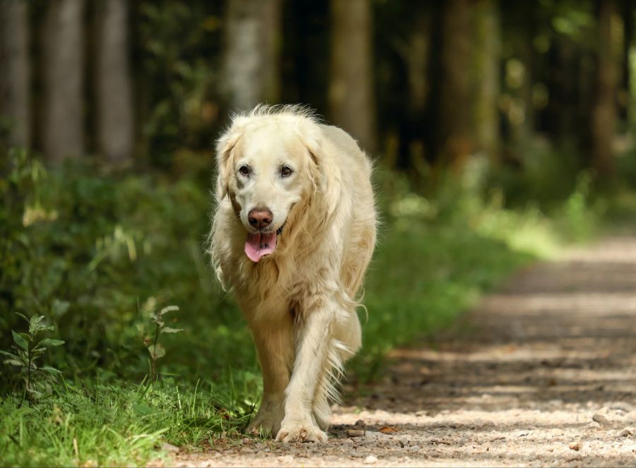 Bewegung Alter Hund