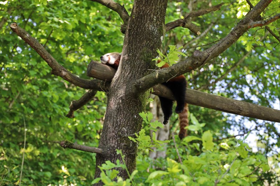 Gerade bei schönem Wetter lässt es sich gut im Zoo entspannen.