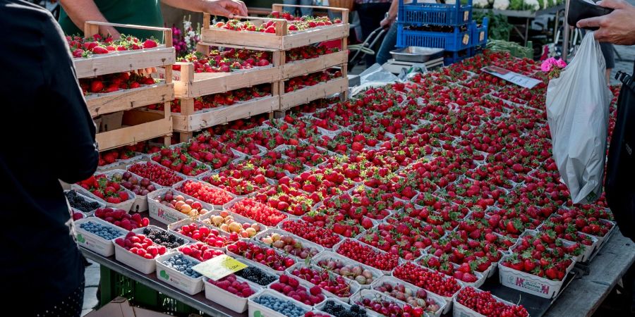 Mancherorts werden die ersten heimischen Erdbeeren der Saison angeboten. Die frühe Ernte stammt jedoch aus Folientunneln.