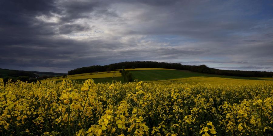 Regenwolken ziehen über blühende Rapsfelder in Nordbayern.