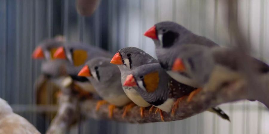 Junge Zebrafinken-Männchen imitieren den Gesang eines ausgewachsenen Finken, um später Weibchen anzulocken.