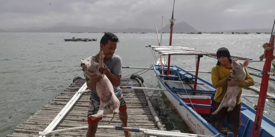 Menschen retten ihre Schweine vor dem Ascheregen des Taal-Vulkans.