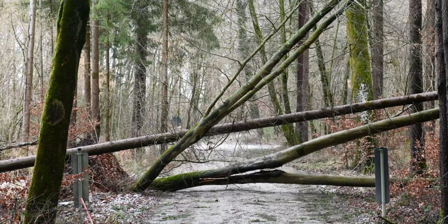 Nach Sturmtief "Sabine"