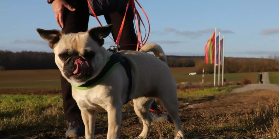 EU-Parlament fordert Meldesystem für Hunde und Katzen