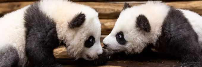 Am kommenden Donnerstag dürfen die Zwillinge zum ersten Mal von den Zoo-Besuchern bestaunt werden. Pandas Berliner Zoo