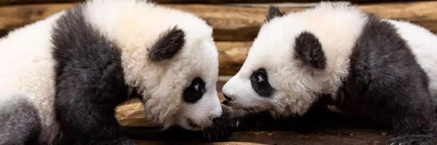 Pandas Berliner Zoo