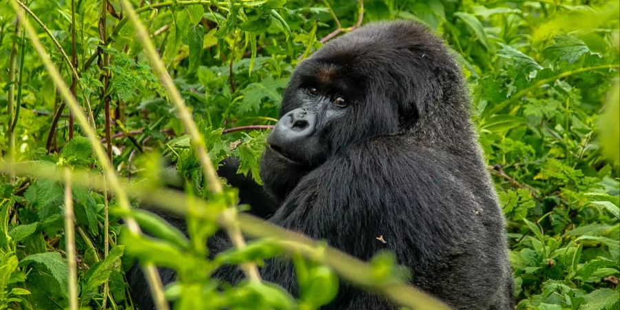 Ein Berggorilla in Ruanda