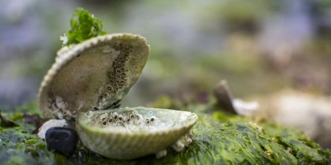Sind Aquafarmen mit Muscheln die Landwirtschaft der Zukunft? Muschel
