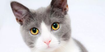 Katze