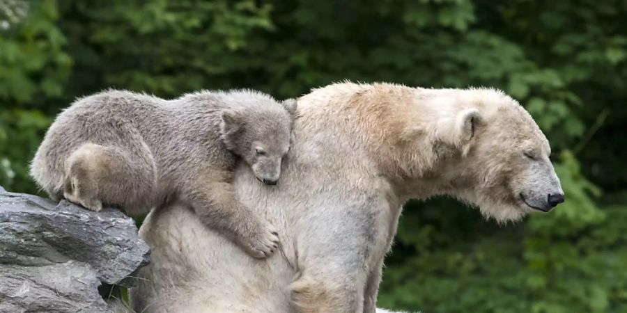 Russland lässt erstmals die Eisbären in seinem Territorium zählen. (Archivbild)