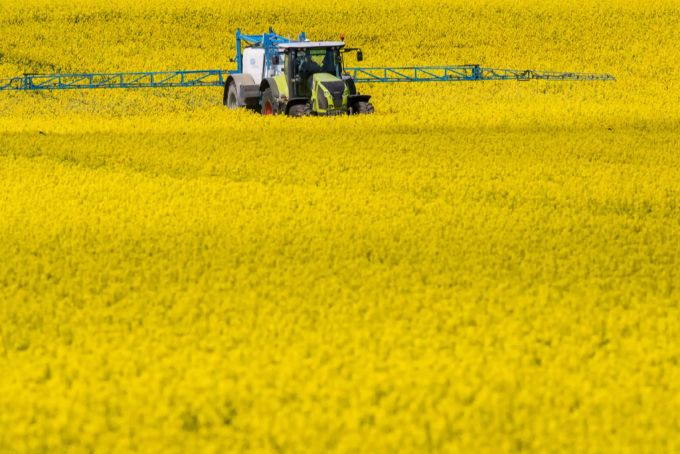 Es wird befürchtet, dass das einheimische Raps- und Sonnenblumenöl wegen des Palmöls unter Druck geraten könnte. Rapsfeld