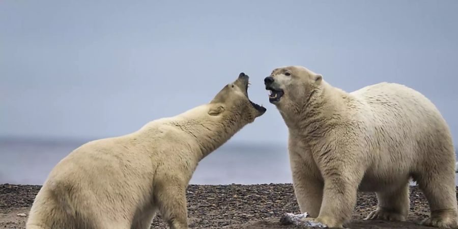 Einer Studie zufolge nimmt die Rivalität zwischen Eisbären zu. Laut Forschern spielt der Klimawandel eine Rolle.