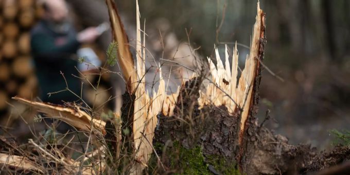 Ein gefällter Baum in Tuggen SZ fing Feuer. (Symbolbild) tuggen SZ