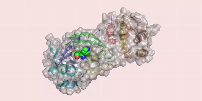 Basler Forschende haben am Computer mehr als 680 Millionen Substanzen an einem wichtigen Protein des Virus, der zentralen Protease, virtuell getestet. Coronavirus