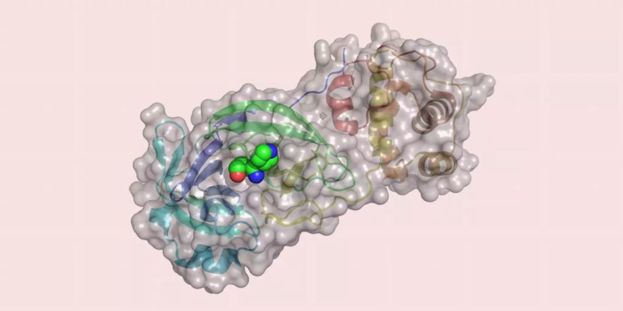 Coronavirus