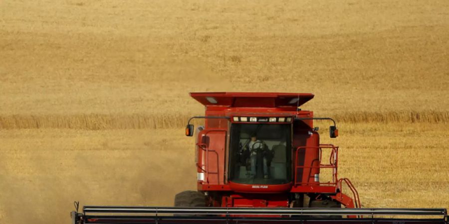 Weizen, Reis und Mais liefern die Hälfte der pflanzlichen Kalorien im heutigen Nahrungssystem. In den Supermarkt kommt nur ein Bruchteil dessen, was die Natur an Essbarem zu bieten hätte - und was dereinst auch gegessen wurde. (Symboldbild)