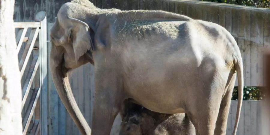 Elefantin mit Kalb