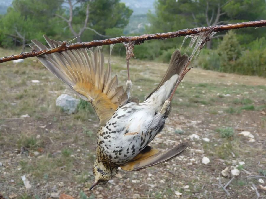 Leimrutenjagd auf Vögel