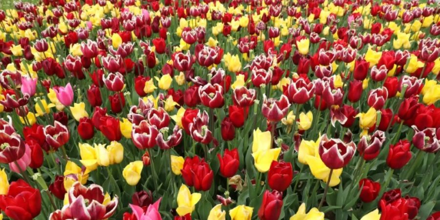 Ein Meer von Tulpen