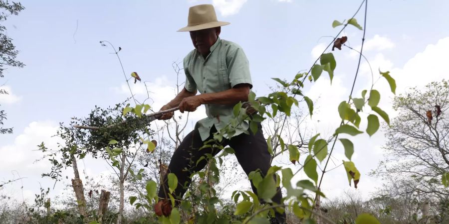 Mexico Reforestation