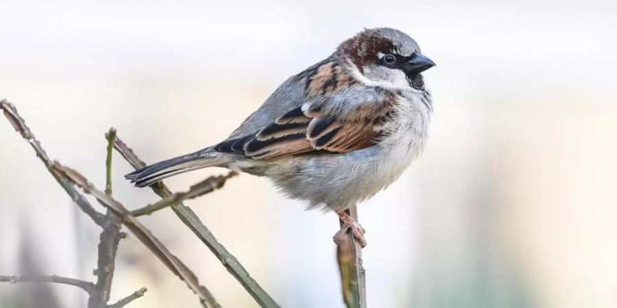 In Deutschland weit verbreitet: der Haussperling, auch Spatz genannt. Foto: Kira Hofmann/dpa-Zentralbild/dpa