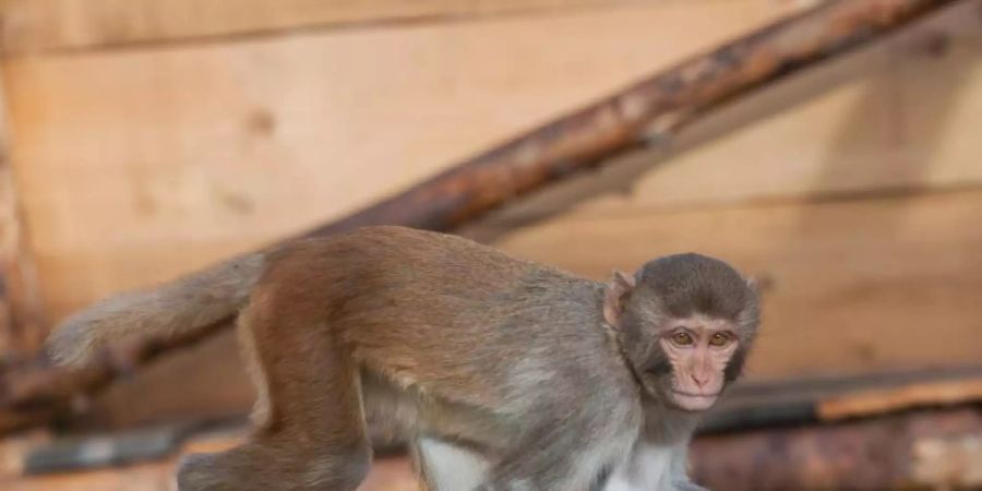 Ein Rhesusaffe (Macaca mulatta) im Aussengehge des Deutschen Primatenzentrums in Göttingen. Foto: Karin Tilch/Deutsches Primatenzentrum GmbH/dpa